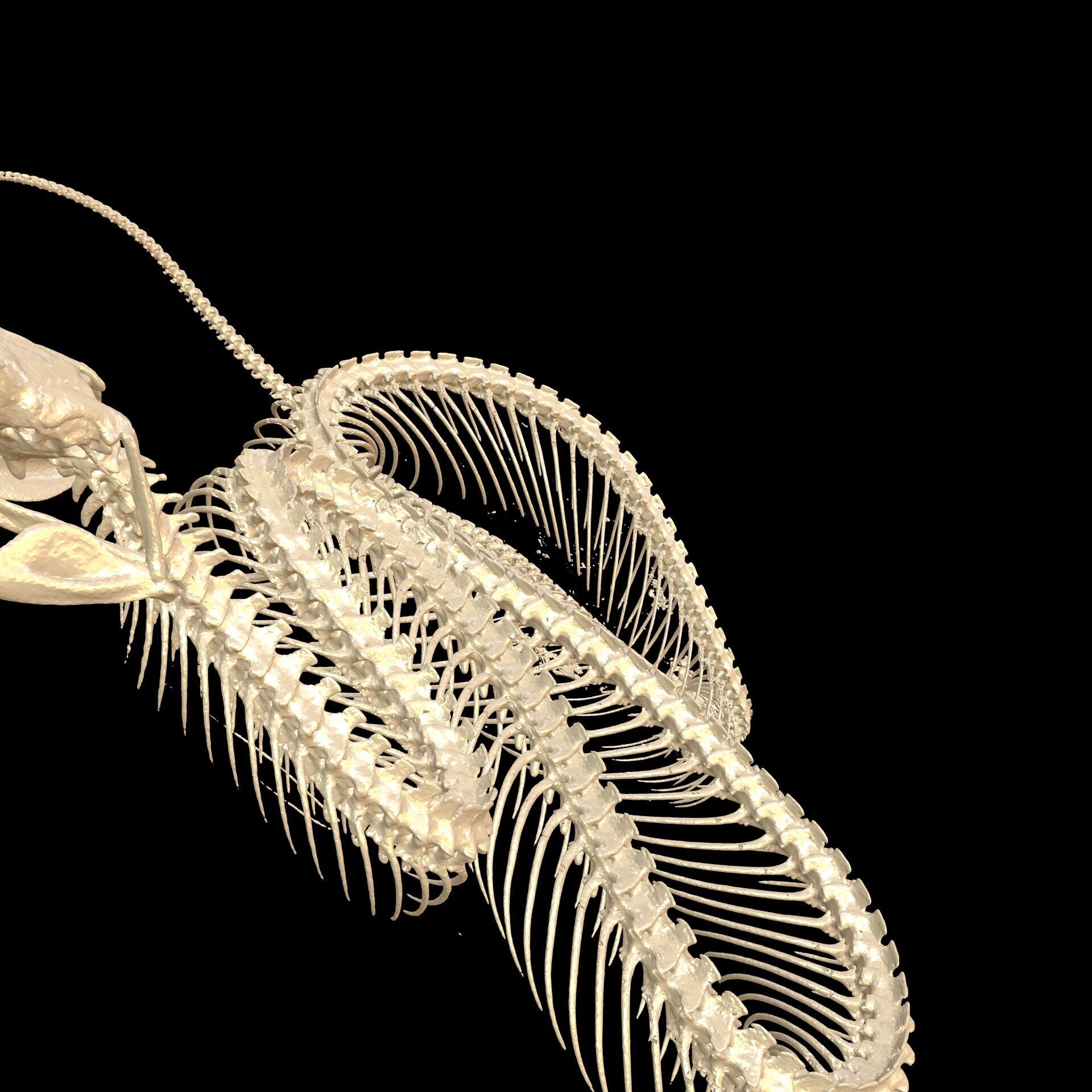 Viper Skeleton Anatomy SNAKE PYTHON 3D print model_6
