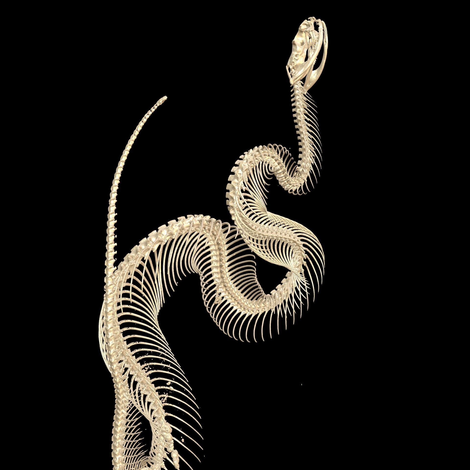 Viper Skeleton Anatomy SNAKE PYTHON 3D print model_4