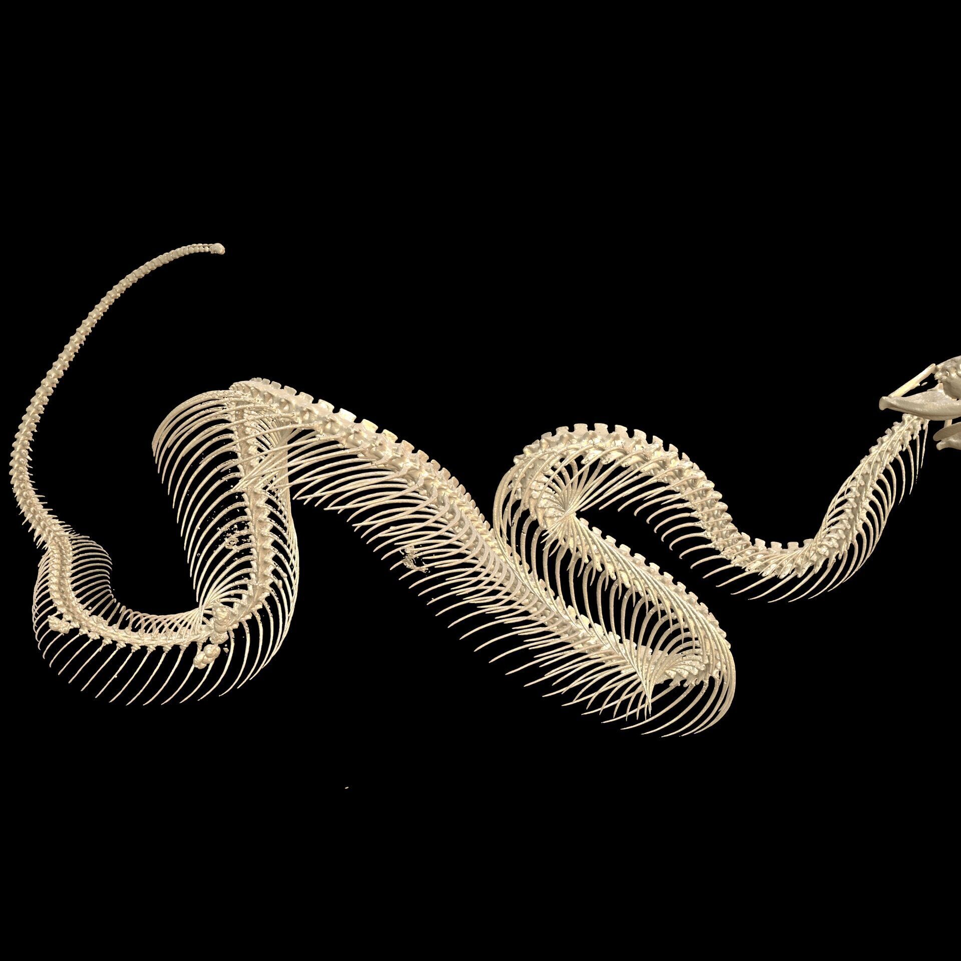 Viper Skeleton Anatomy SNAKE PYTHON 3D print model_5