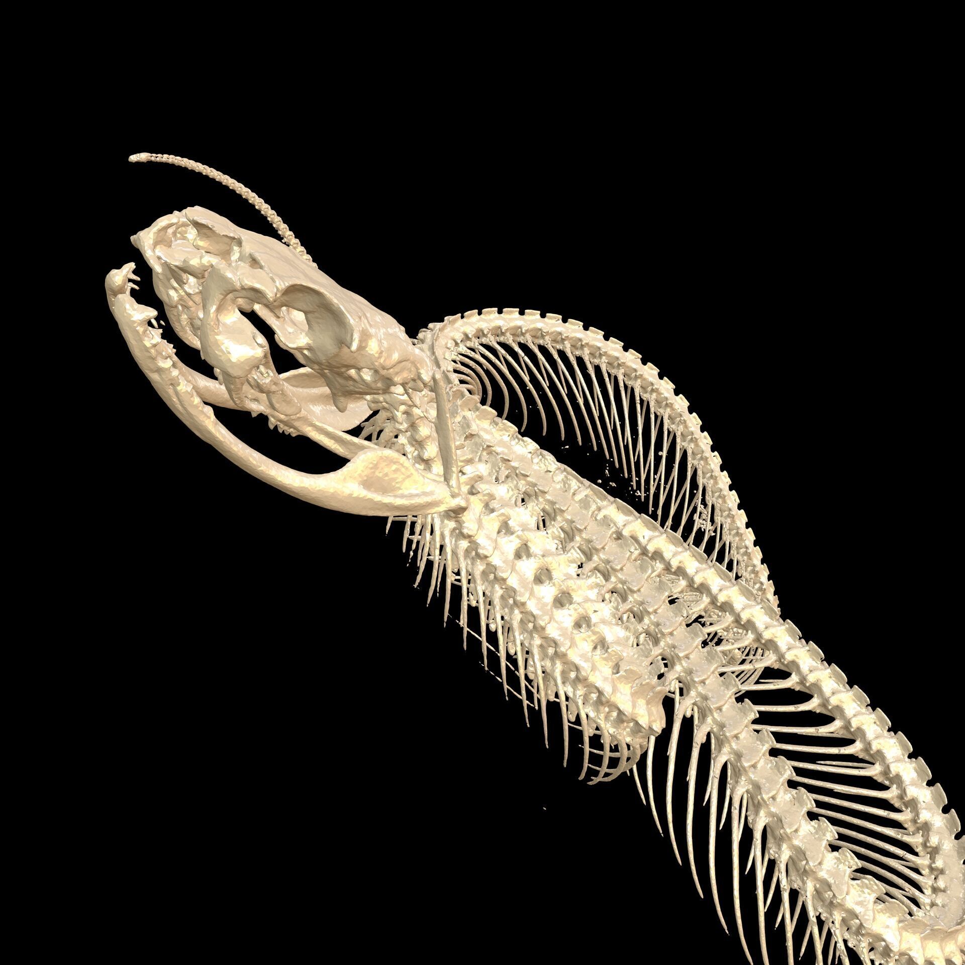 Viper Skeleton Anatomy SNAKE PYTHON 3D print model_1