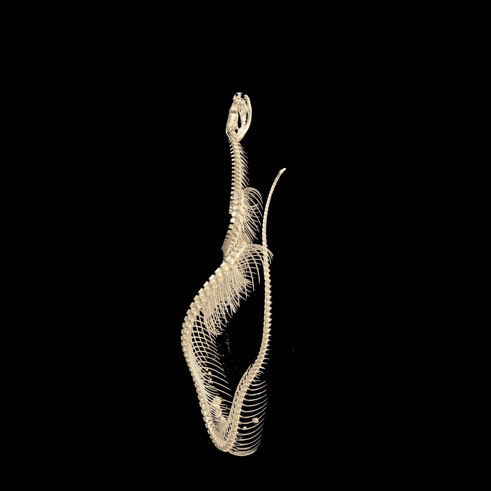 Viper Skeleton Anatomy SNAKE PYTHON 3D print model_3