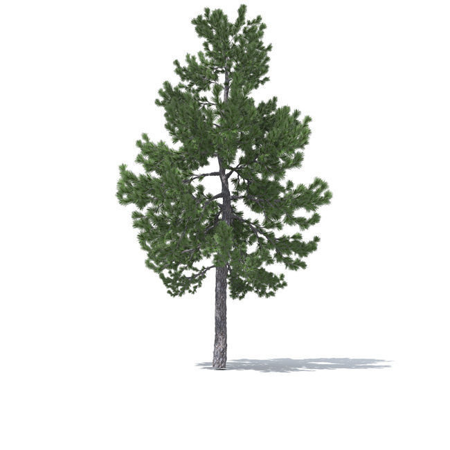 tree vol3 3D model_5