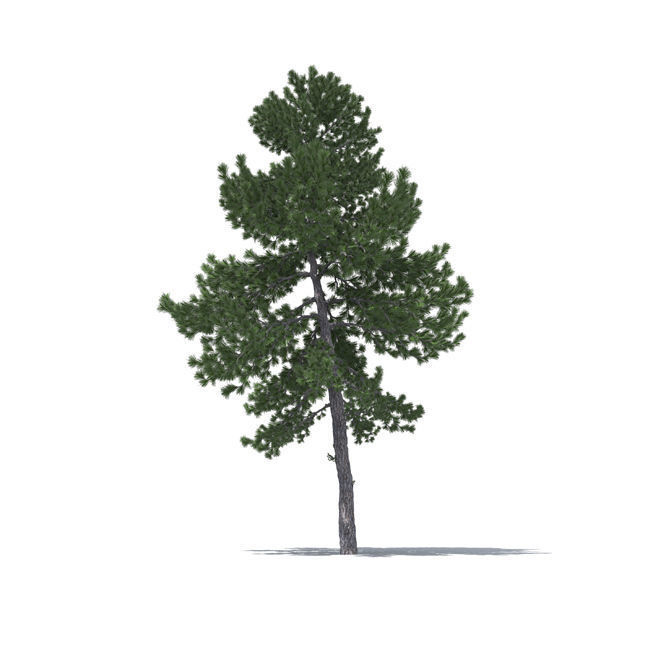 tree vol3 3D model_3
