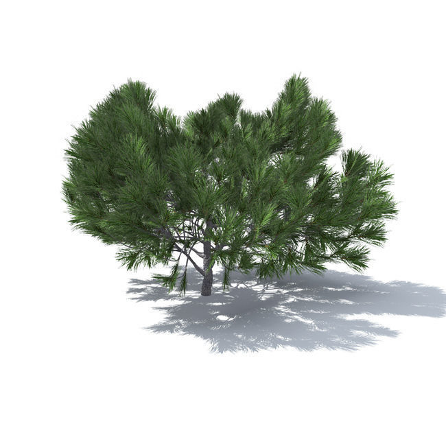 tree vol3 3D model_1
