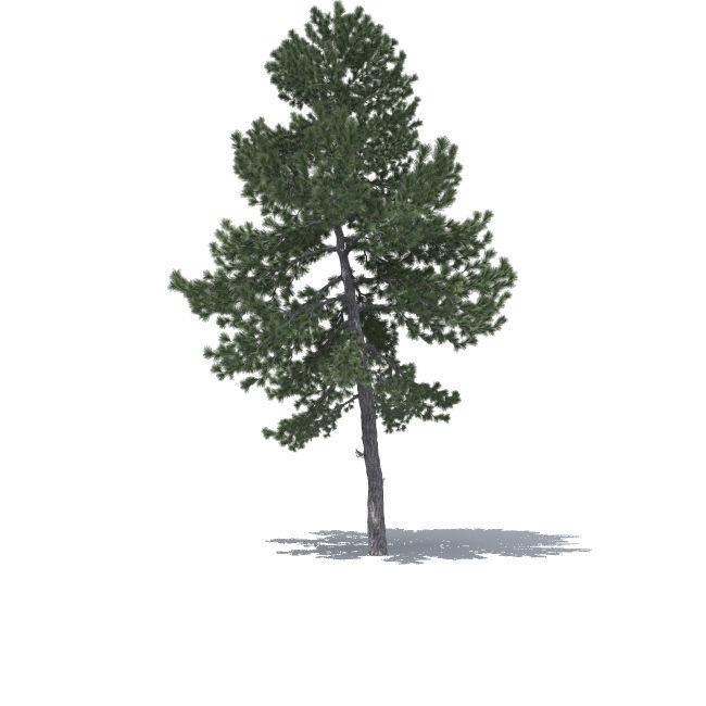 tree vol3 3D model_7