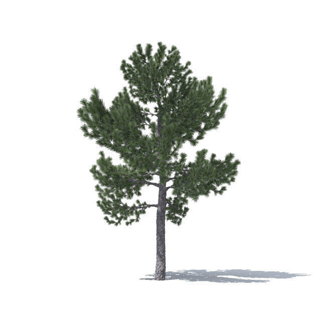 tree vol3 3D model_6