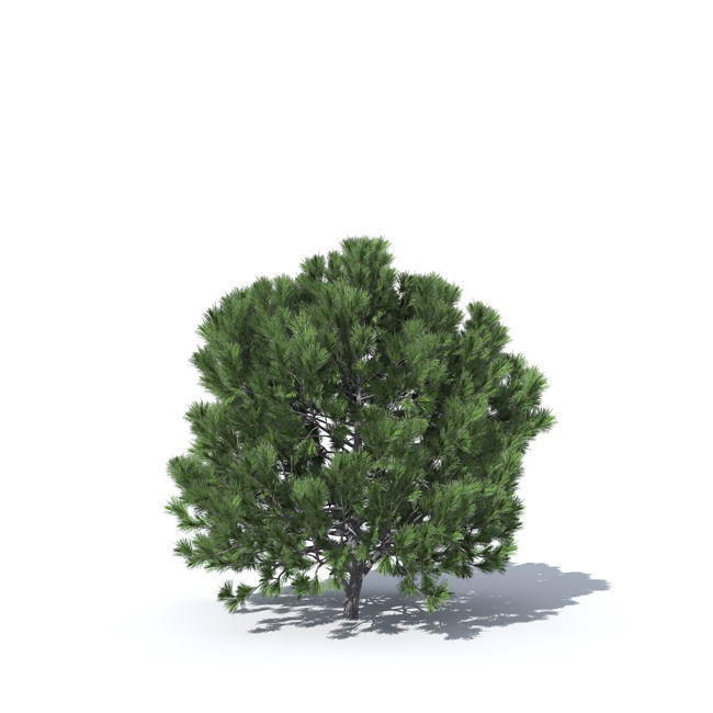 tree vol3 3D model_2