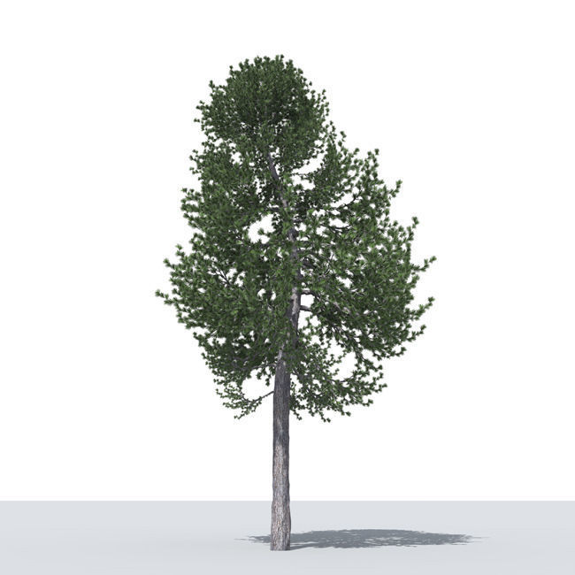 tree vol3 3D model_11