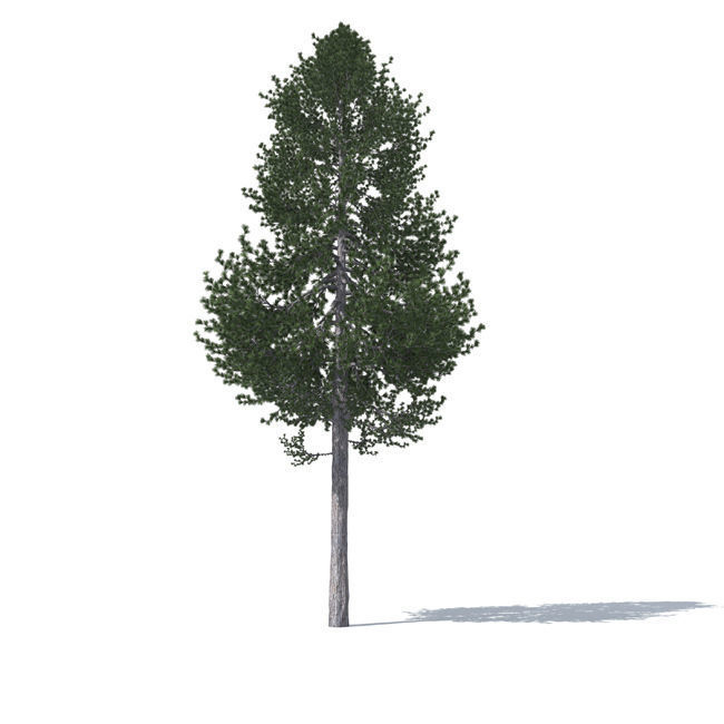 tree vol3 3D model_12