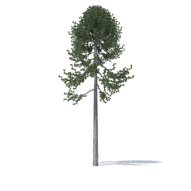 tree vol3 3D model_9