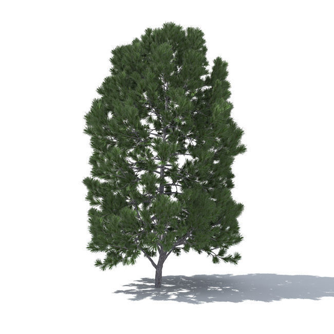 tree vol3 3D model_4