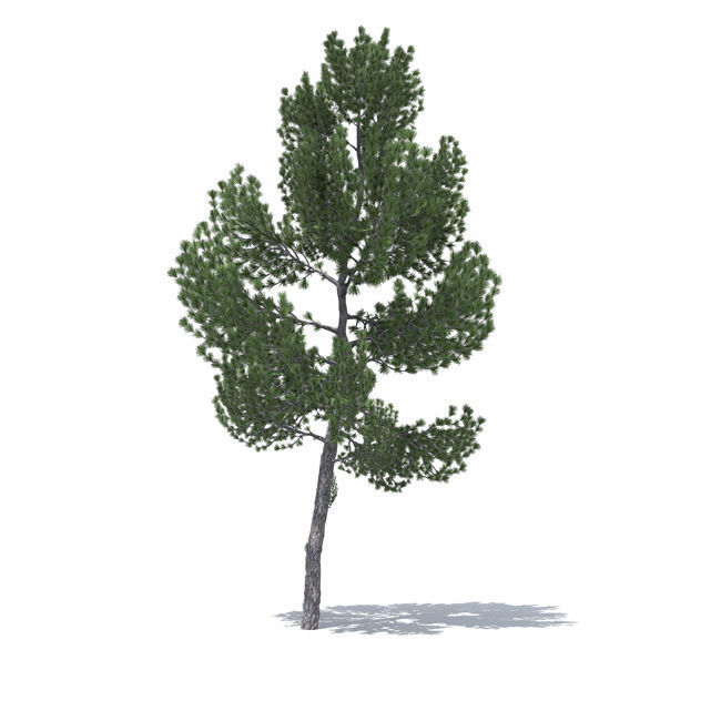 tree vol3 3D model_8