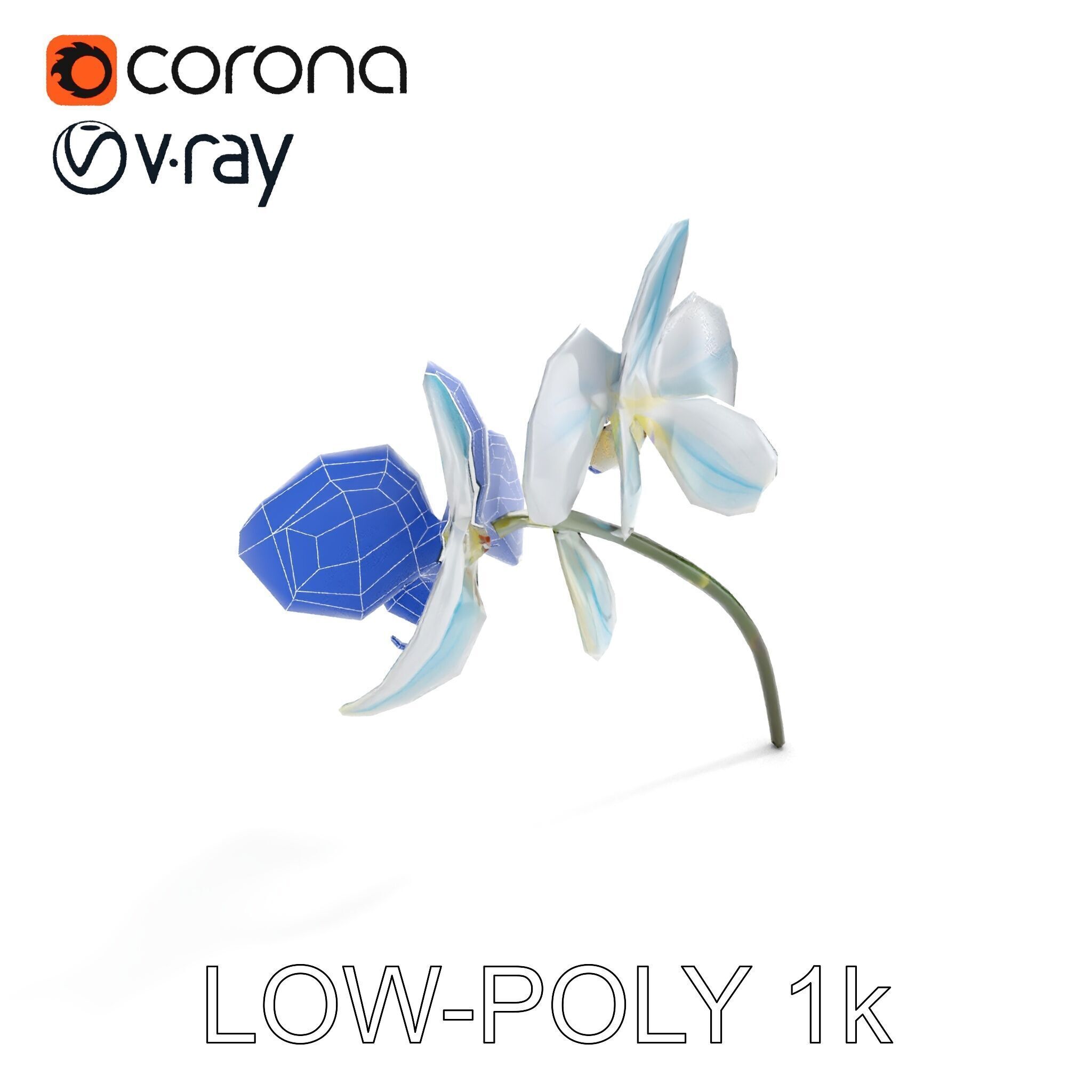 White Orchid D Model Pack with Realistic Textures Low-poly 3D model_12