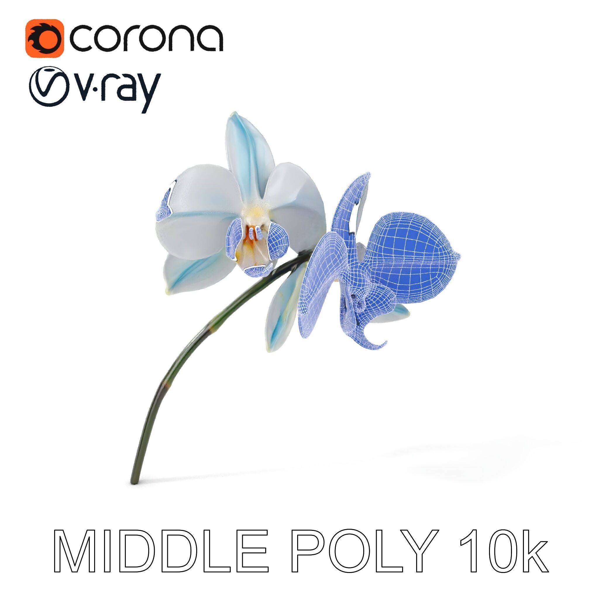 White Orchid D Model Pack with Realistic Textures Low-poly 3D model_24