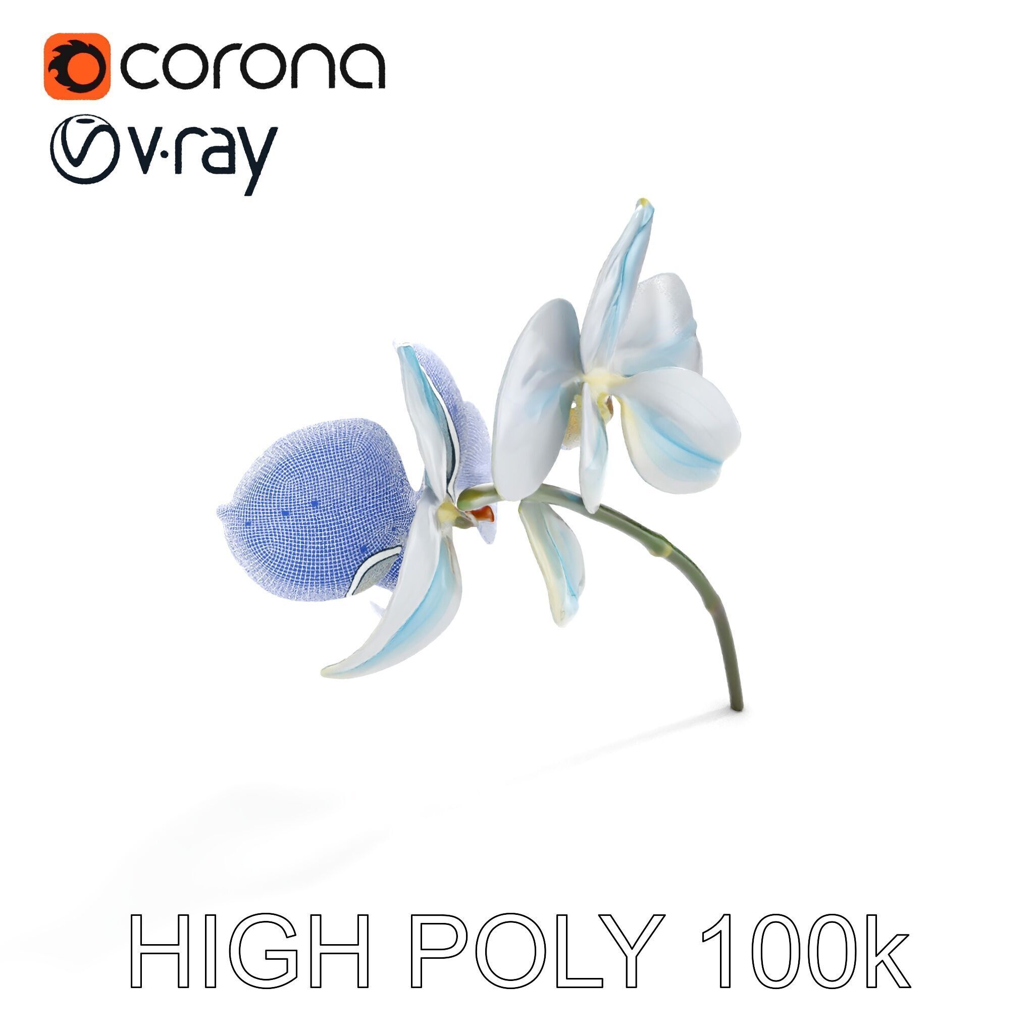 White Orchid D Model Pack with Realistic Textures Low-poly 3D model_29