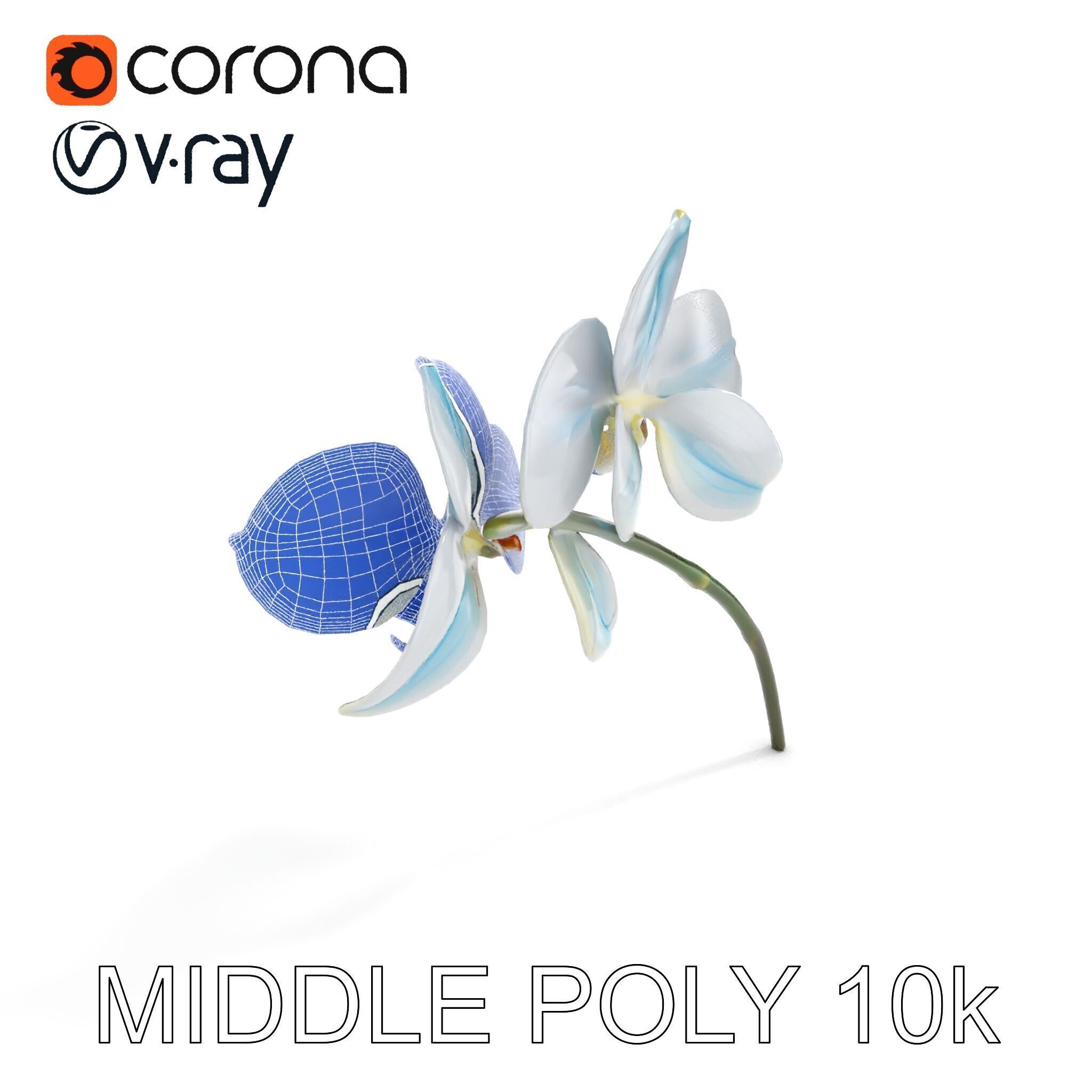 White Orchid D Model Pack with Realistic Textures Low-poly 3D model_21