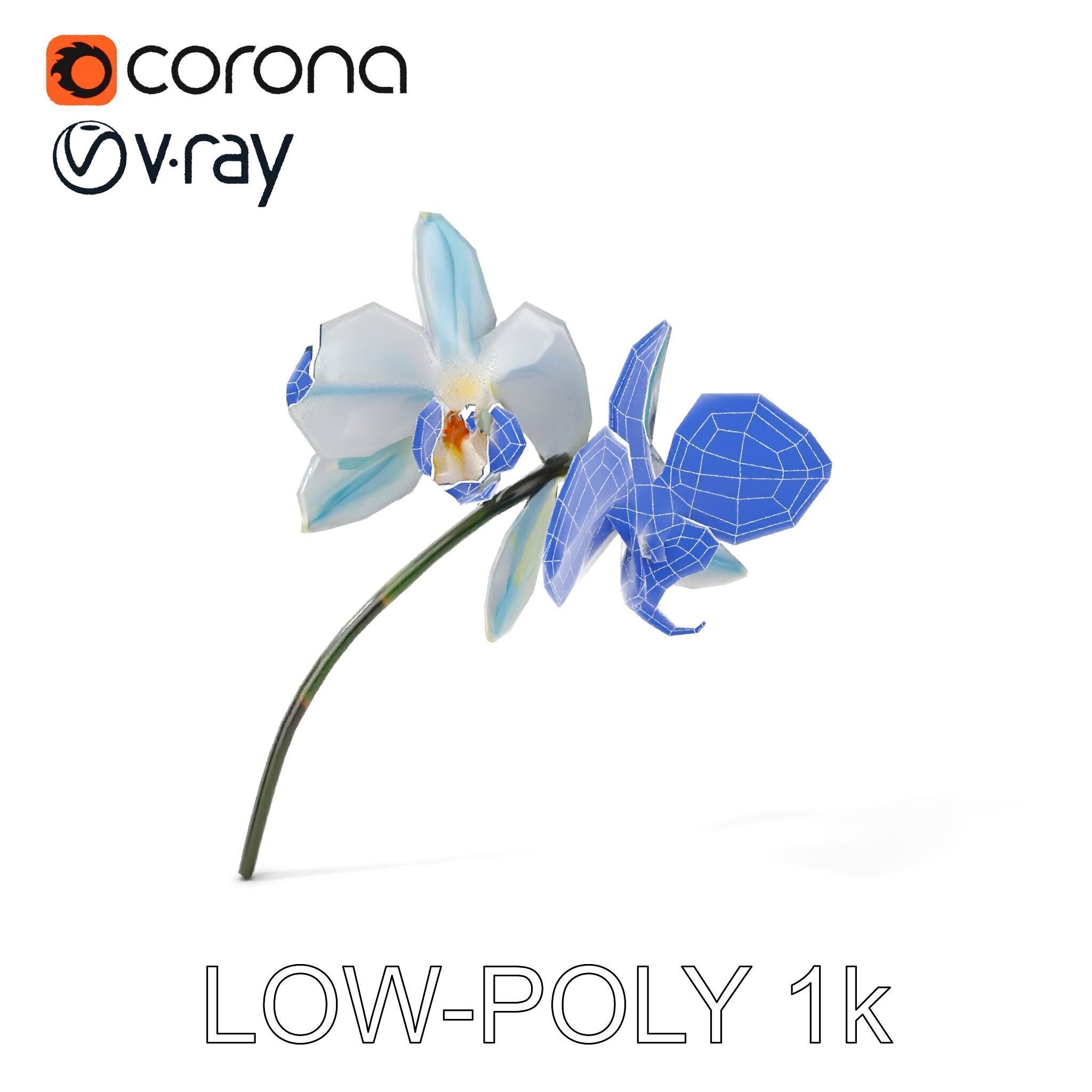 White Orchid D Model Pack with Realistic Textures Low-poly 3D model_22