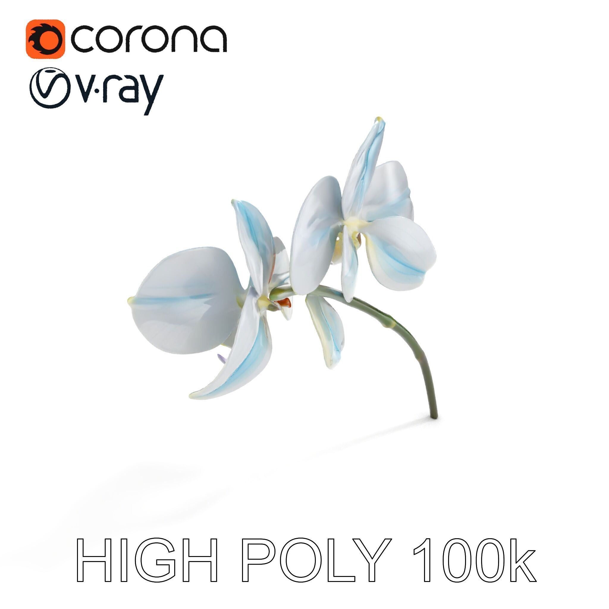 White Orchid D Model Pack with Realistic Textures Low-poly 3D model_13