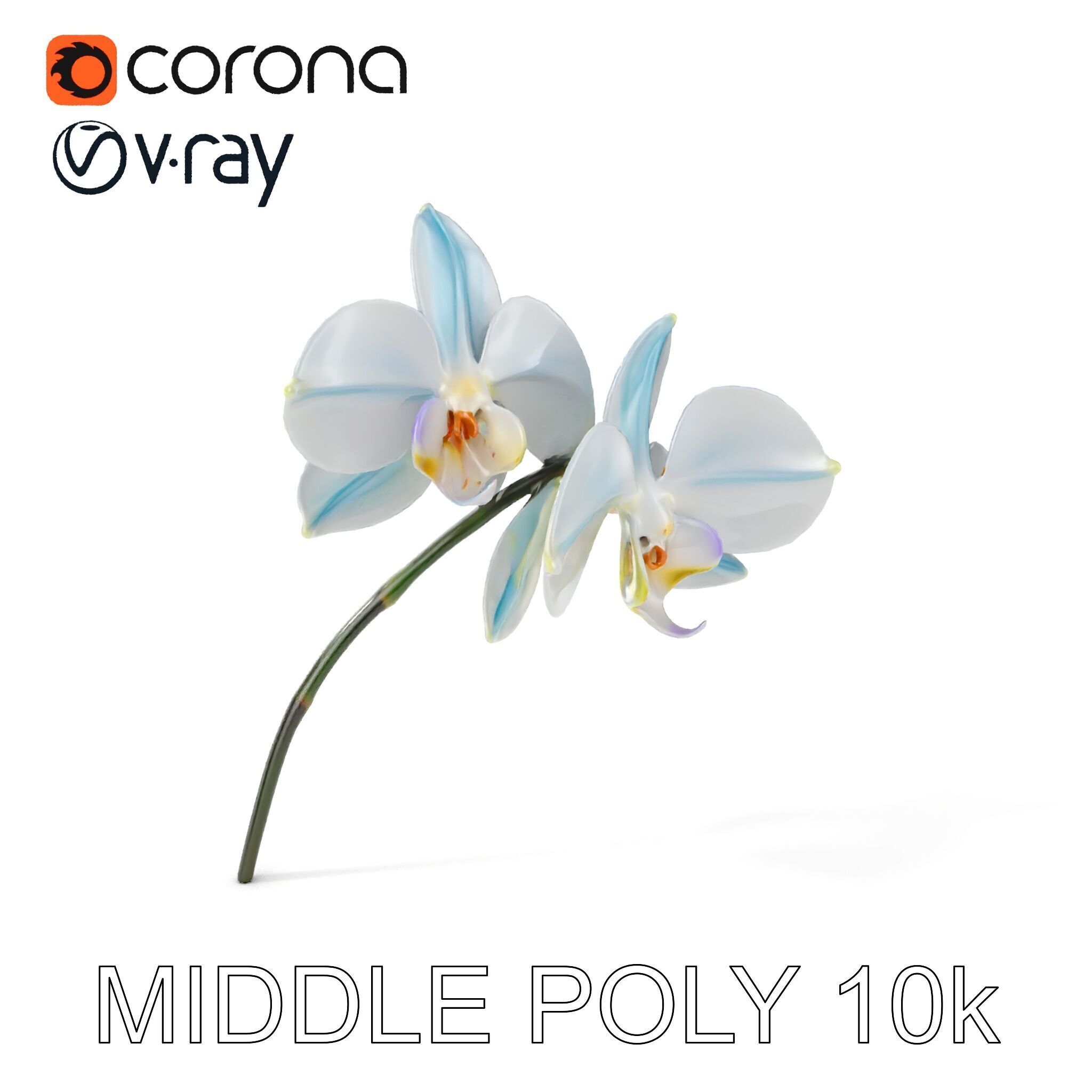 White Orchid D Model Pack with Realistic Textures Low-poly 3D model_14