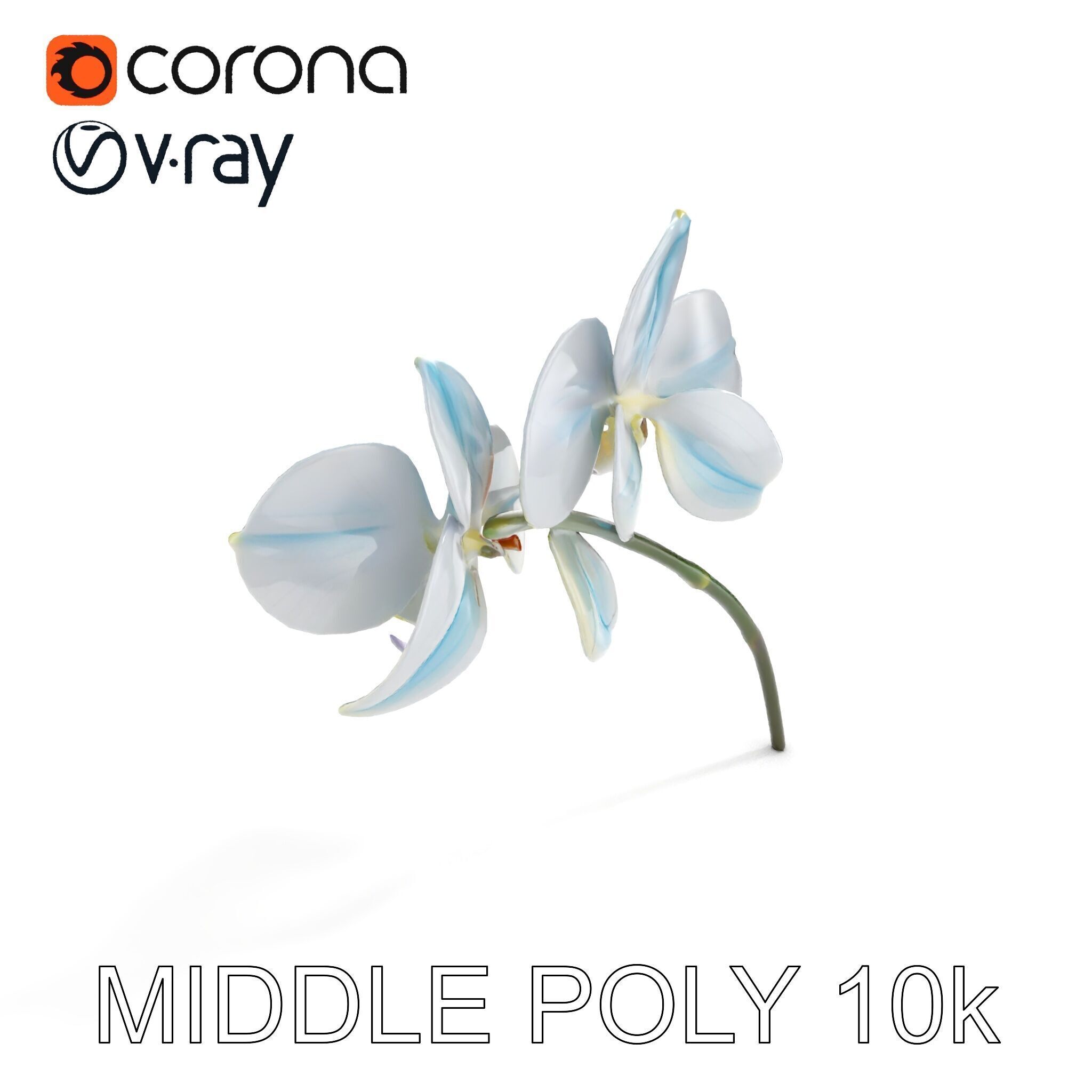 White Orchid D Model Pack with Realistic Textures Low-poly 3D model_16