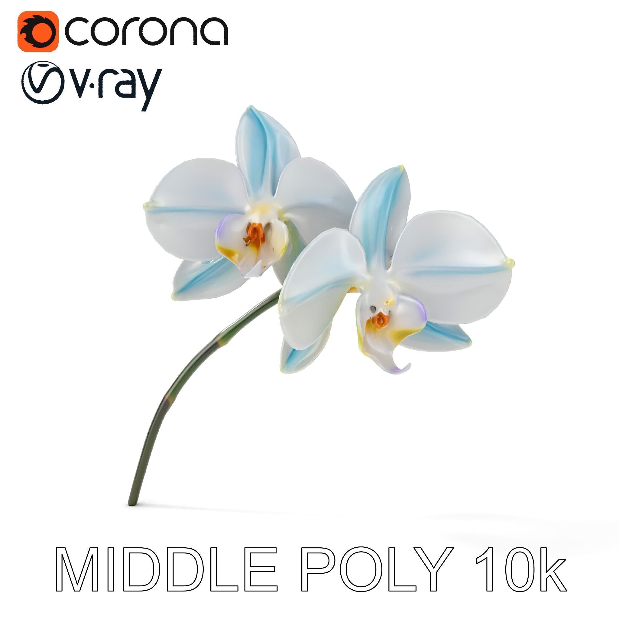 White Orchid D Model Pack with Realistic Textures Low-poly 3D model_6