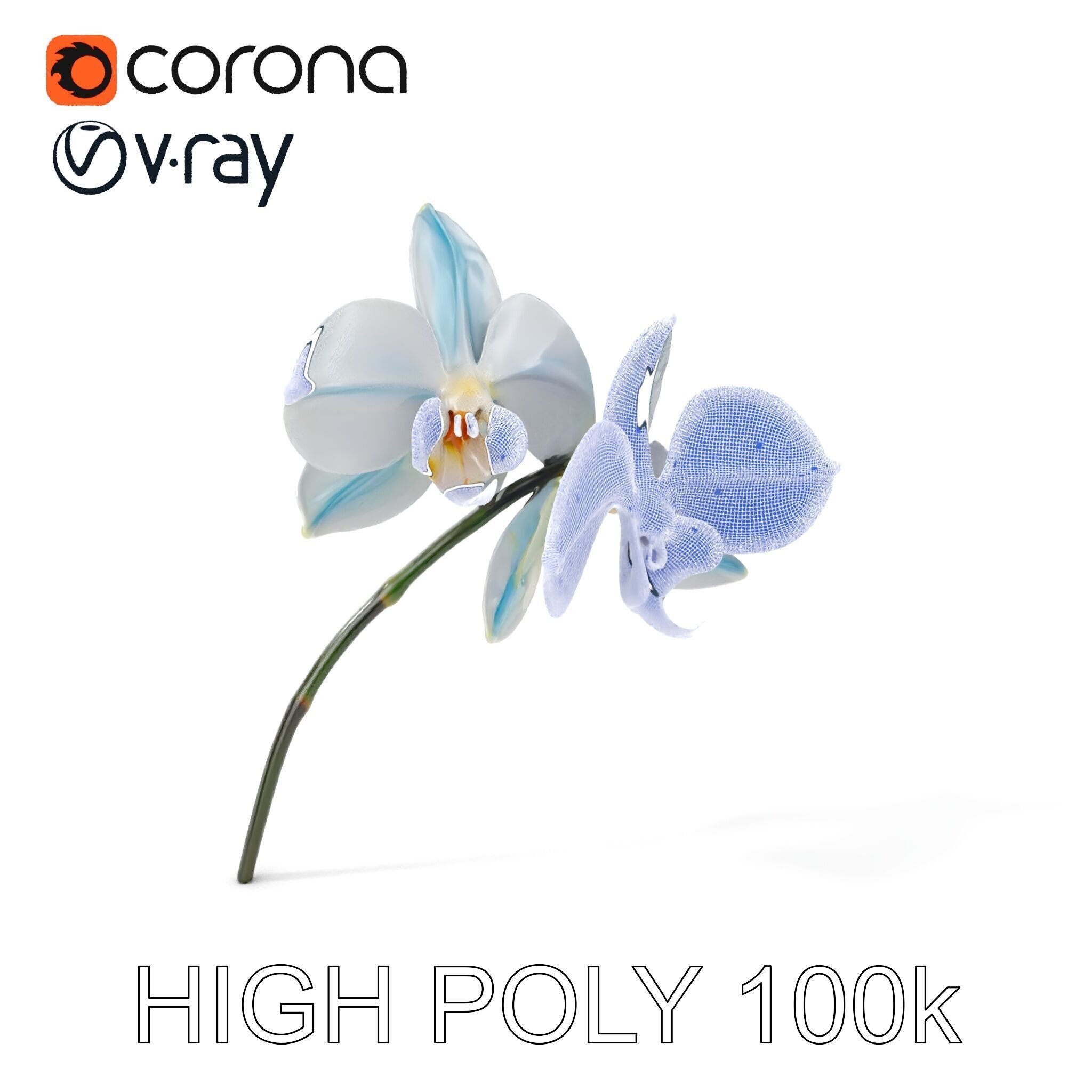 White Orchid D Model Pack with Realistic Textures Low-poly 3D model_4