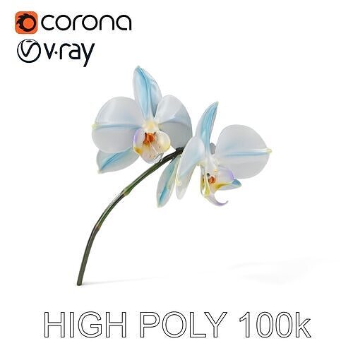 White Orchid D Model Pack with Realistic Textures Low-poly 3D model