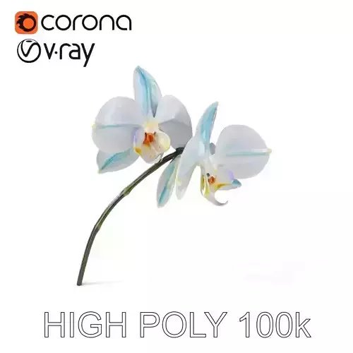 White Orchid D Model Pack with Realistic Textures Low-poly 3D model