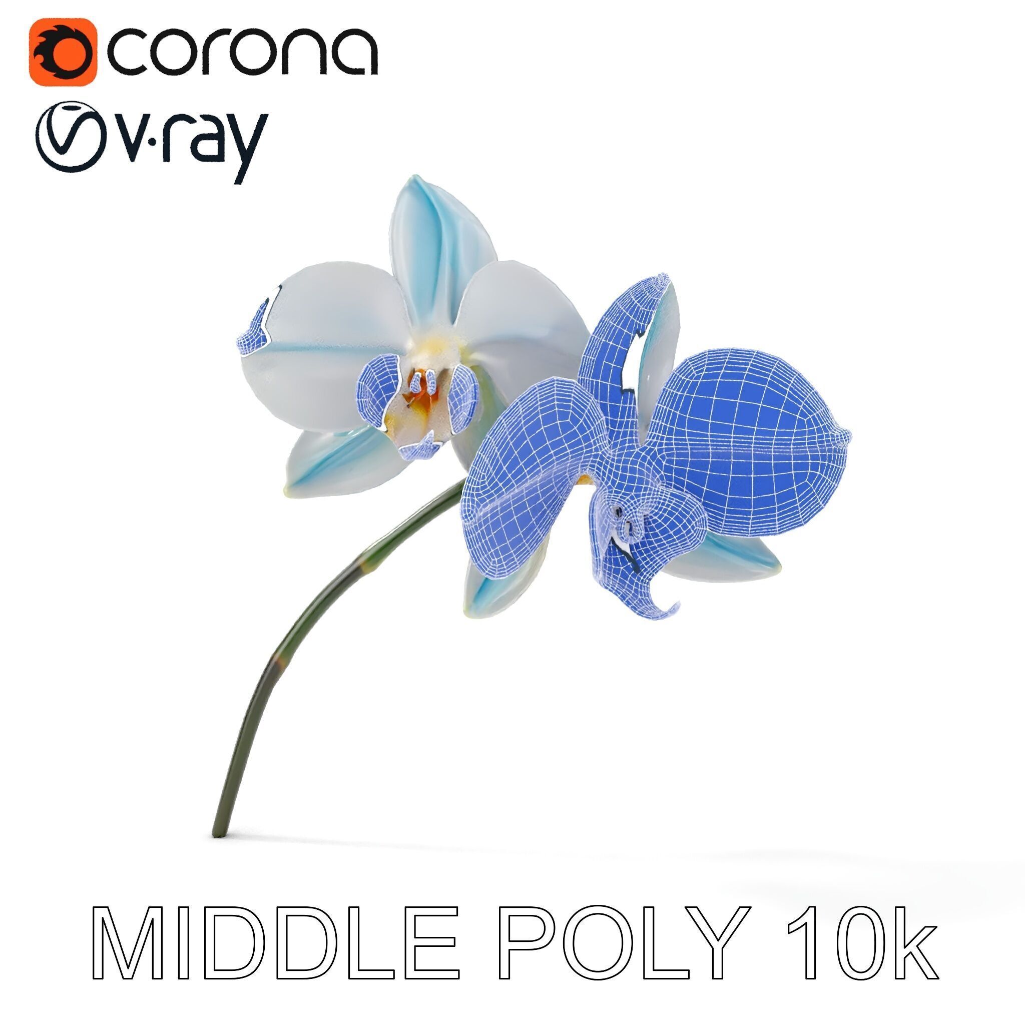 White Orchid D Model Pack with Realistic Textures Low-poly 3D model_27