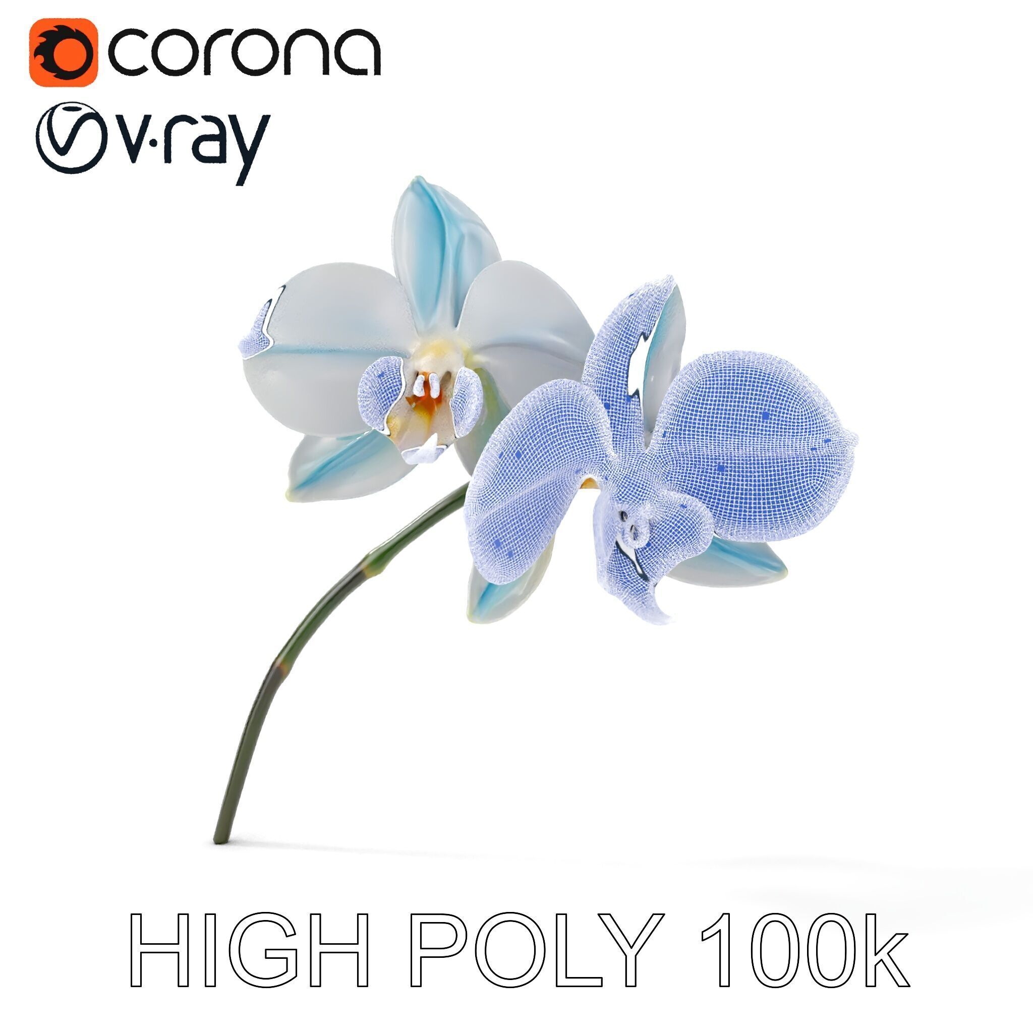 White Orchid D Model Pack with Realistic Textures Low-poly 3D model_26