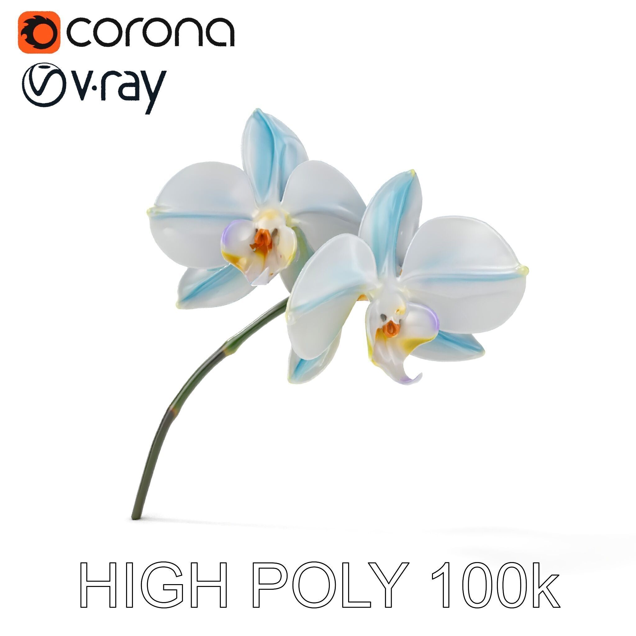 White Orchid D Model Pack with Realistic Textures Low-poly 3D model_18