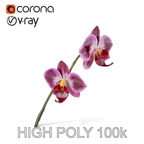 Orchid Flower Model Pack with PBR Textures Low-poly 3D model