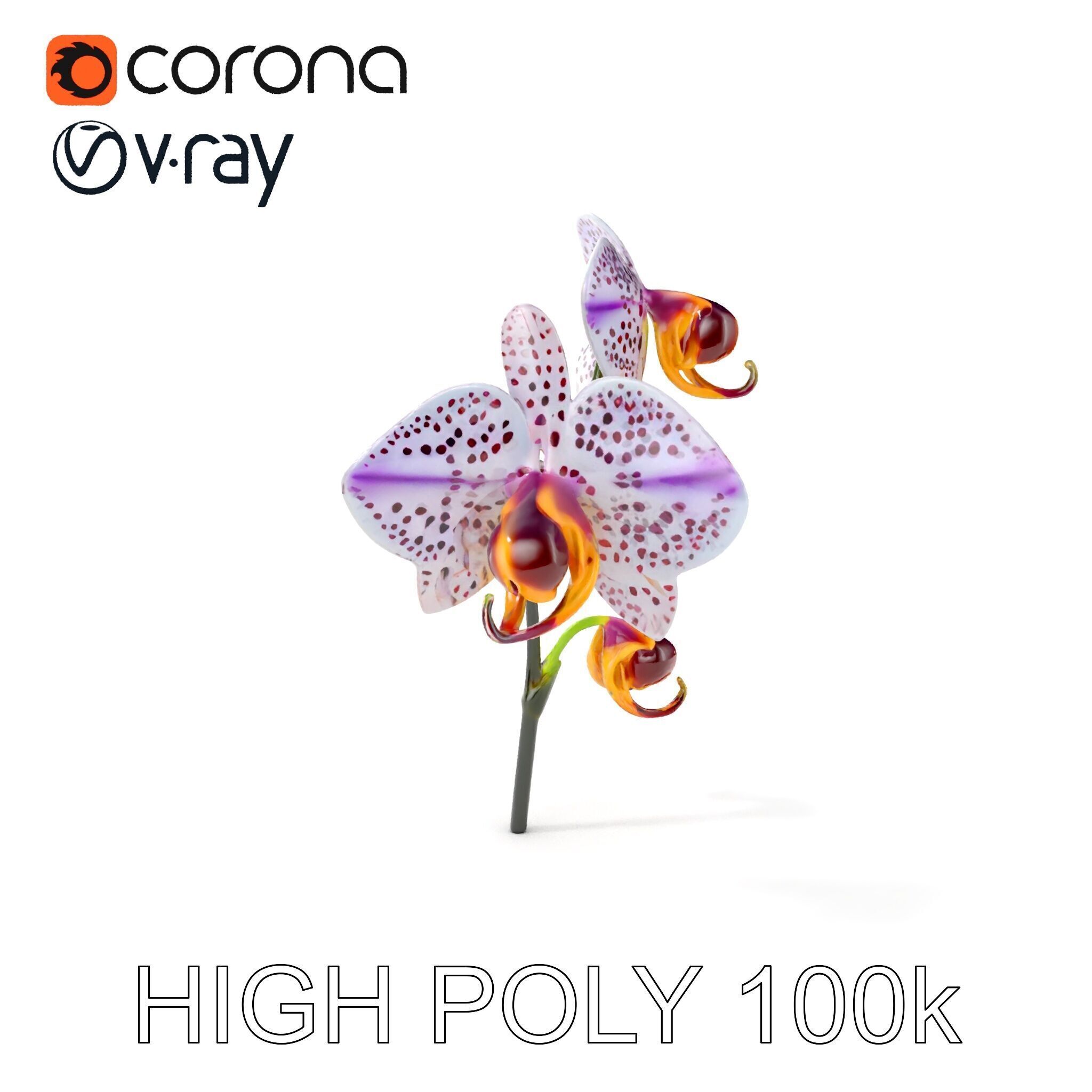 Purple Orchid model pack with detailed petals Low-poly 3D model_6