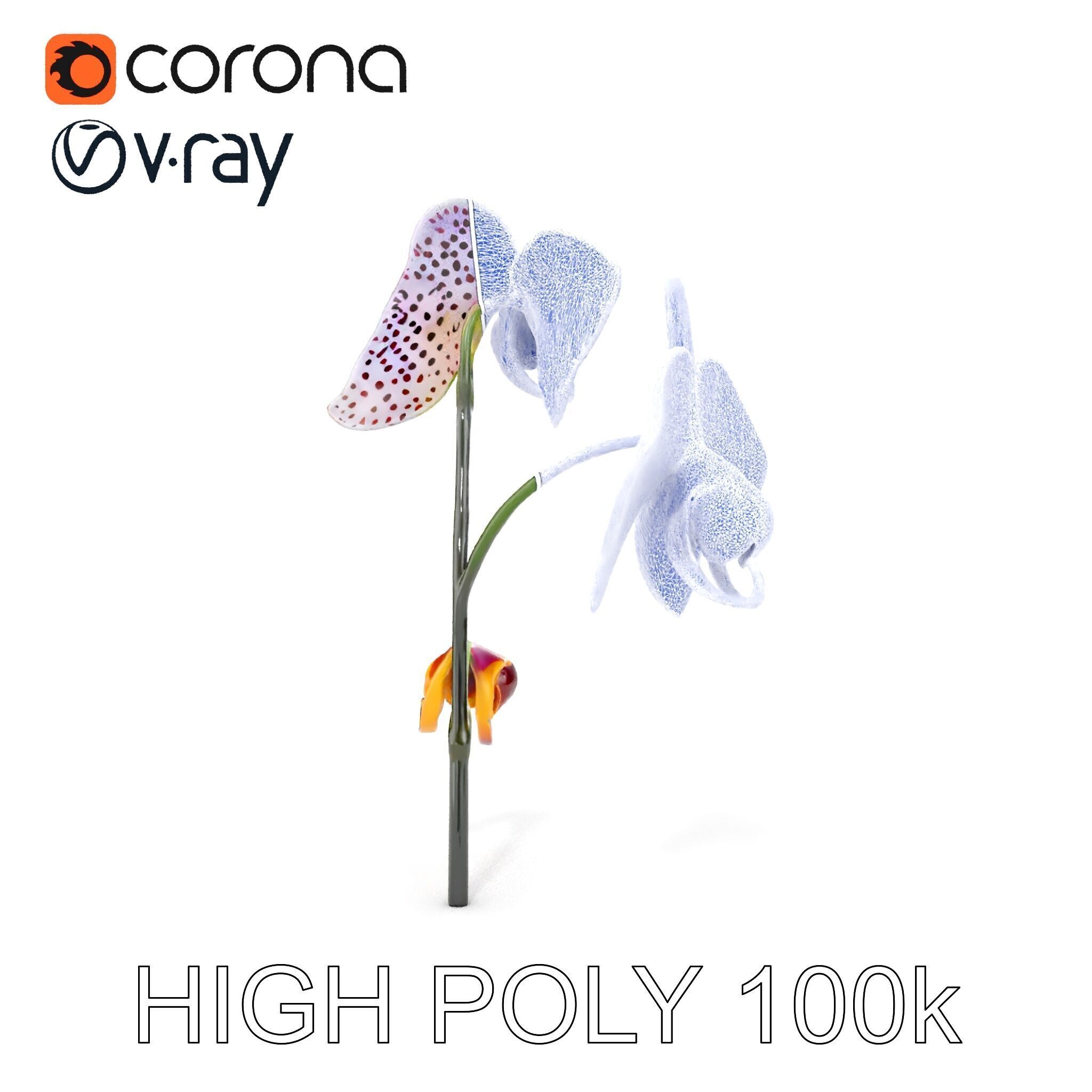 Purple Orchid model pack with detailed petals Low-poly 3D model_35