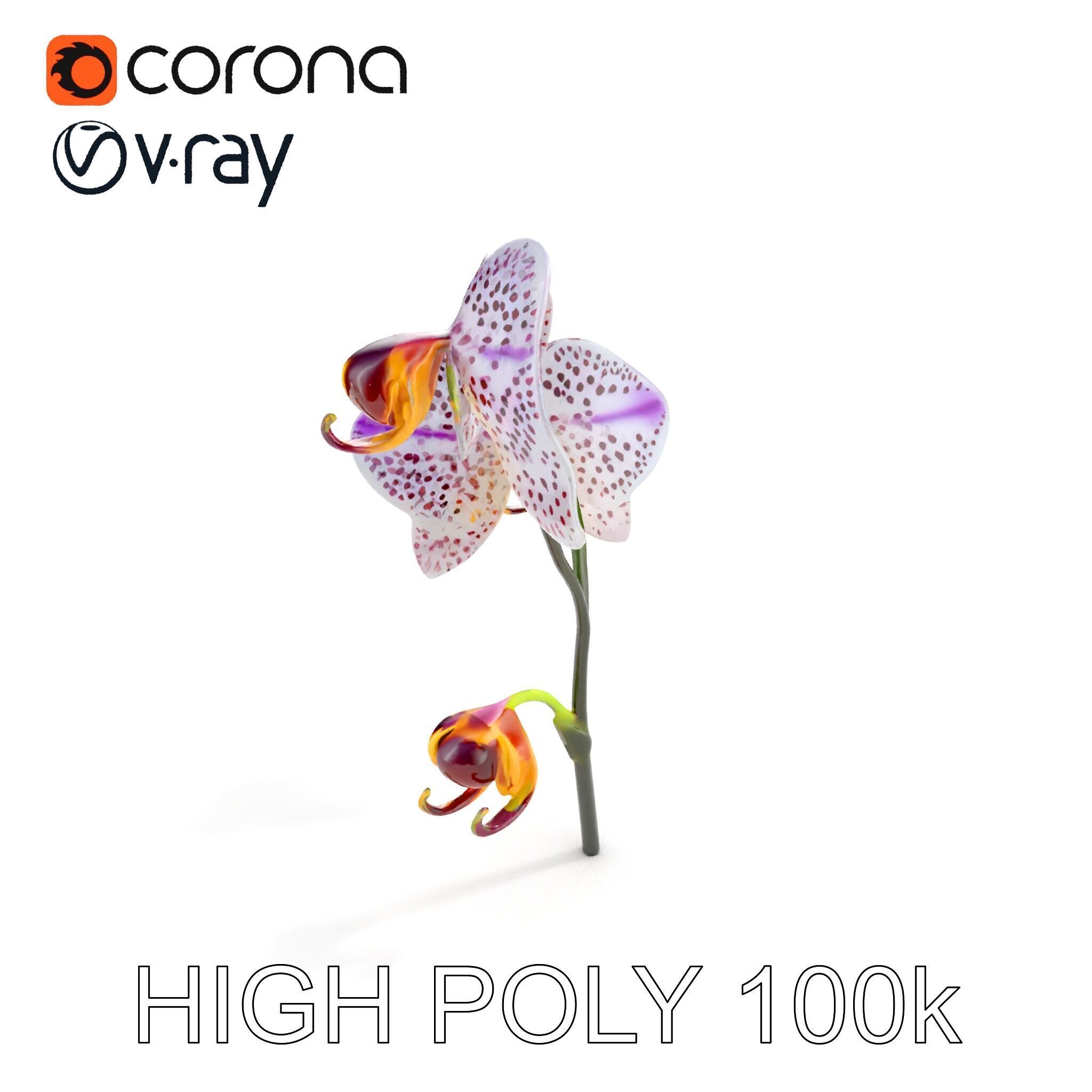 Purple Orchid model pack with detailed petals Low-poly 3D model_8