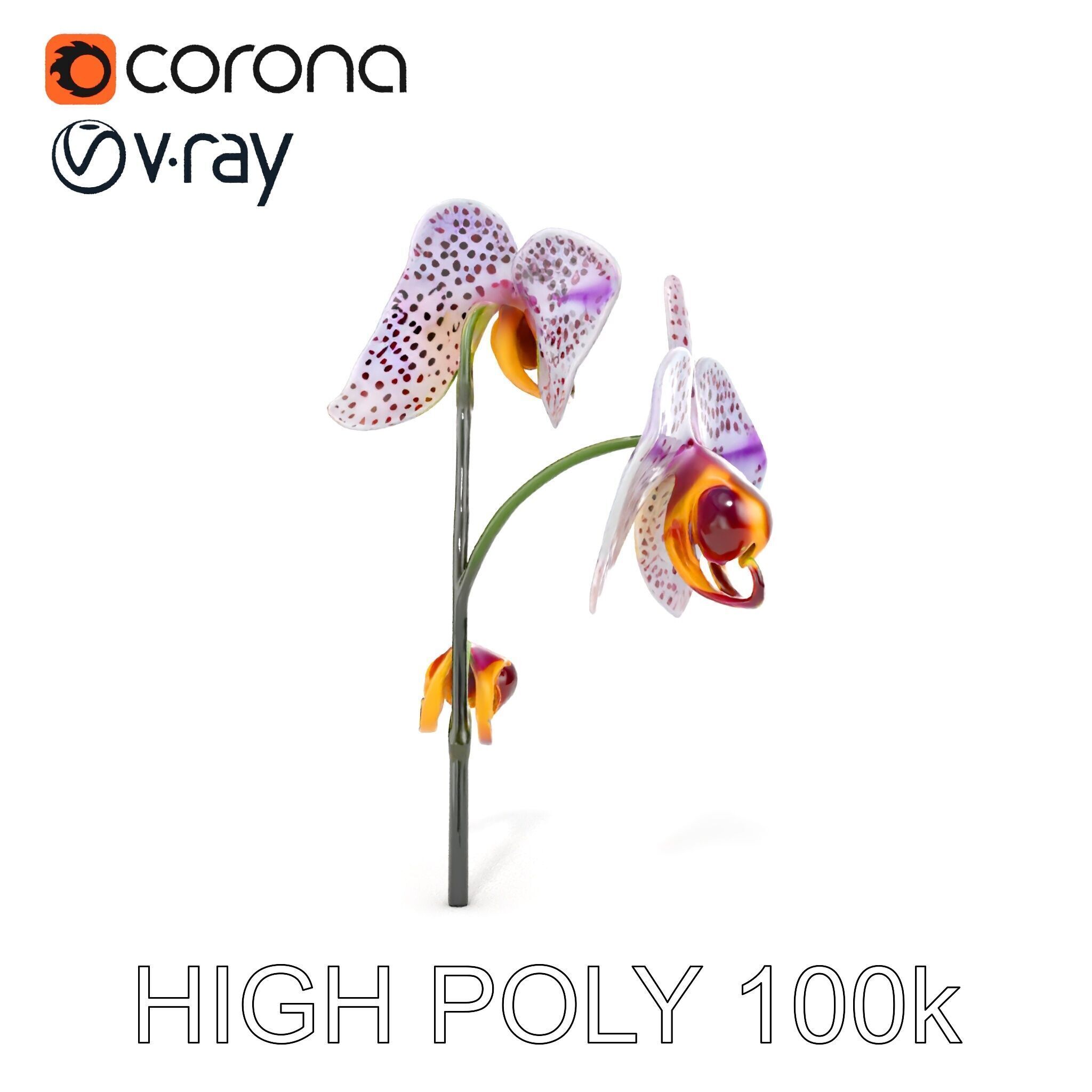 Purple Orchid model pack with detailed petals Low-poly 3D model_22