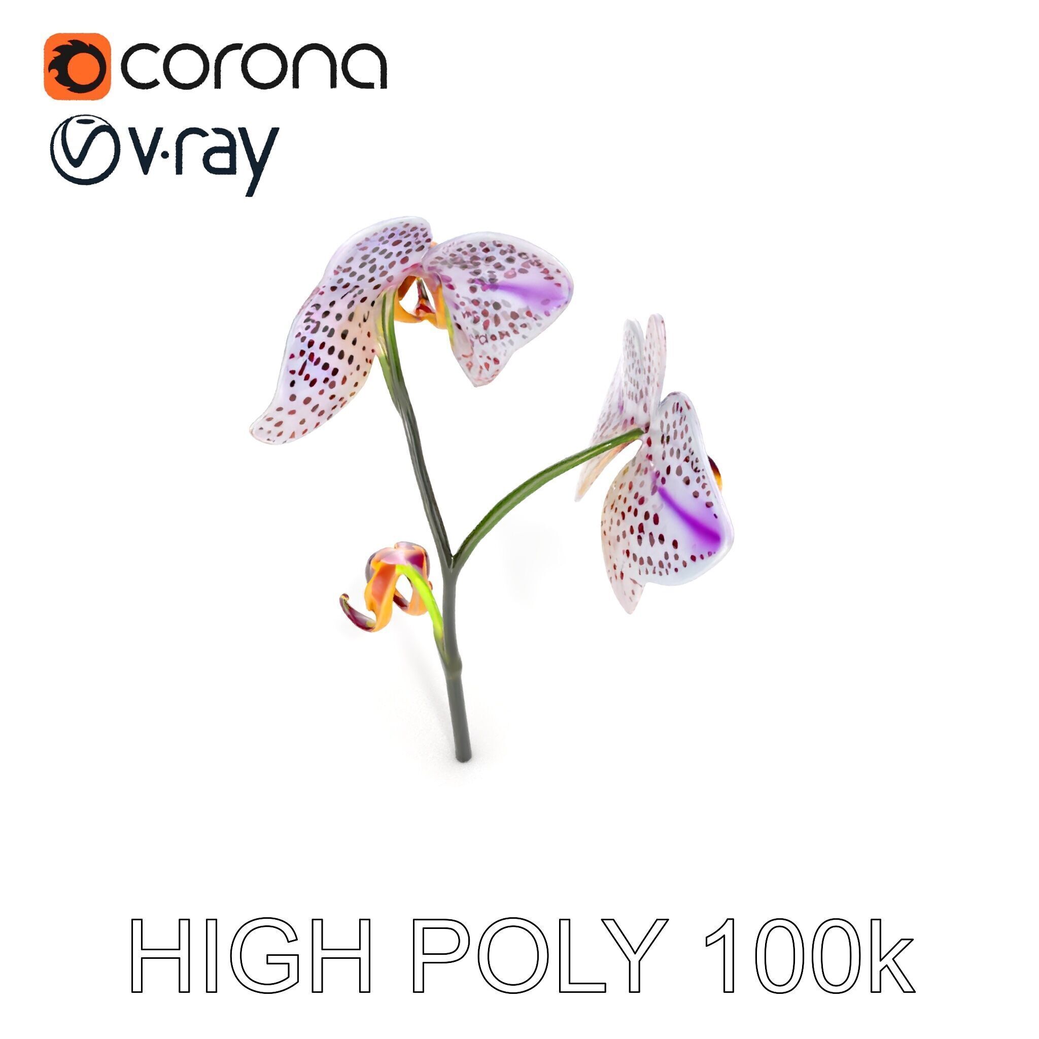 Purple Orchid model pack with detailed petals Low-poly 3D model_29