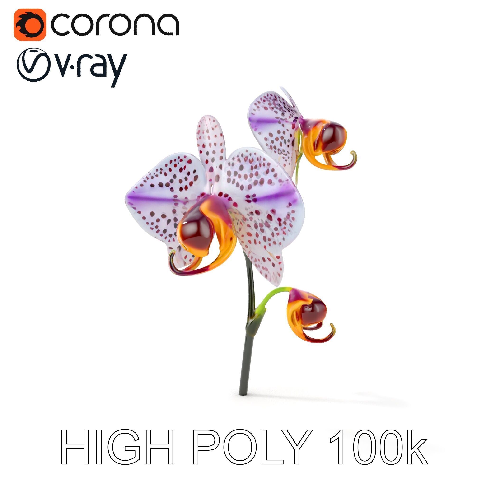 Purple Orchid model pack with detailed petals Low-poly 3D model_10