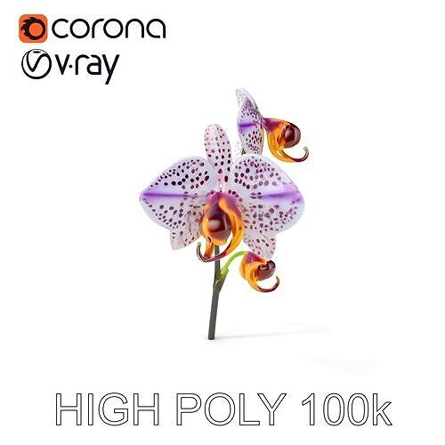 Purple Orchid model pack with detailed petals Low-poly 3D model