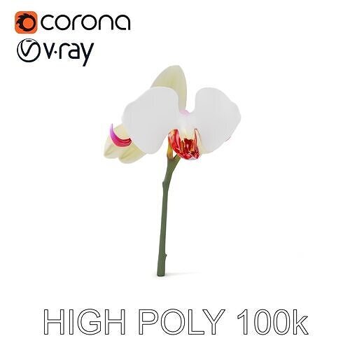 Orchid Flower D Model Pack Low-poly 3D model