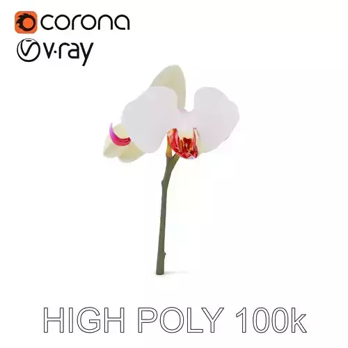 Orchid Flower D Model Pack Low-poly 3D model