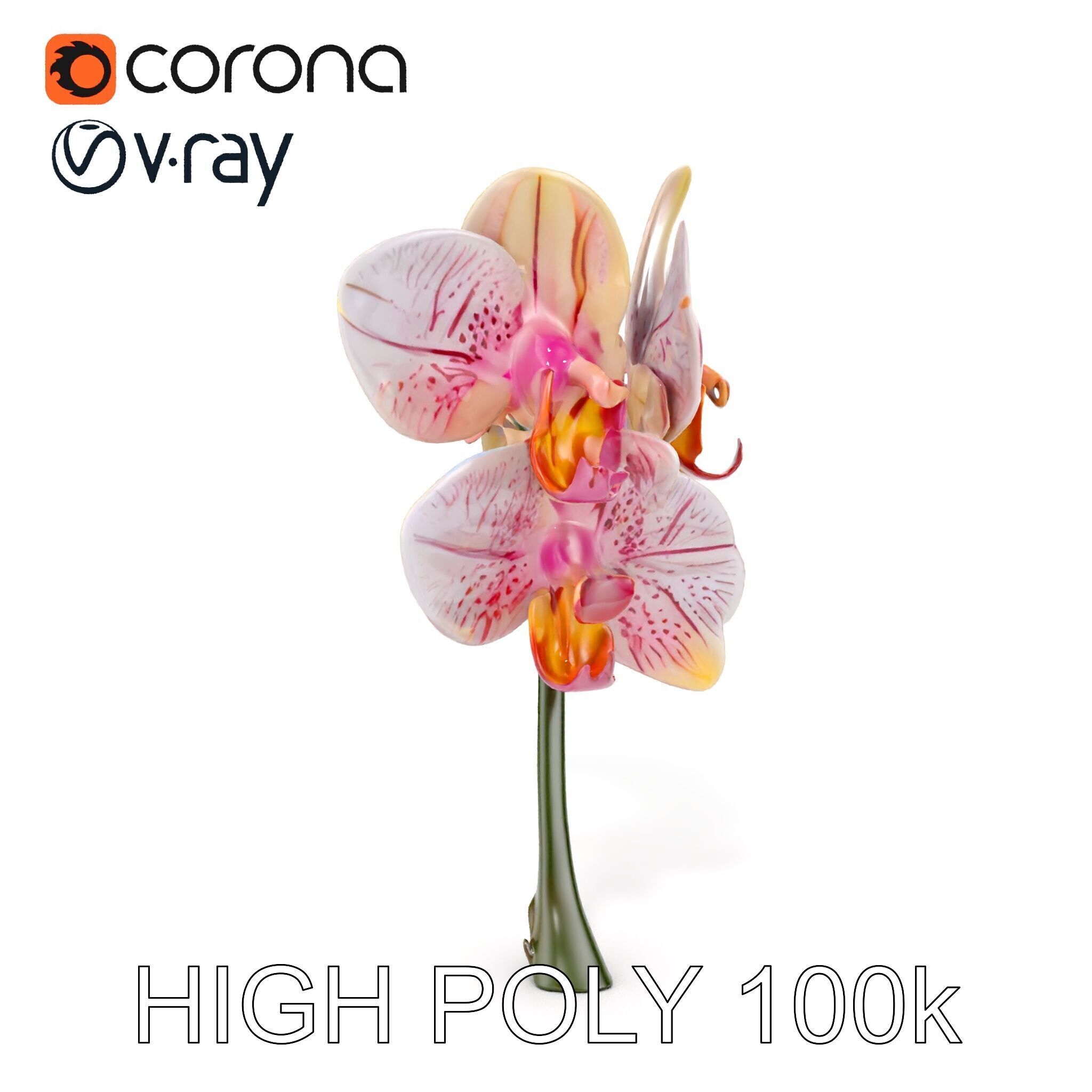 Orchid Flower D Model Pack Low-poly 3D model_26