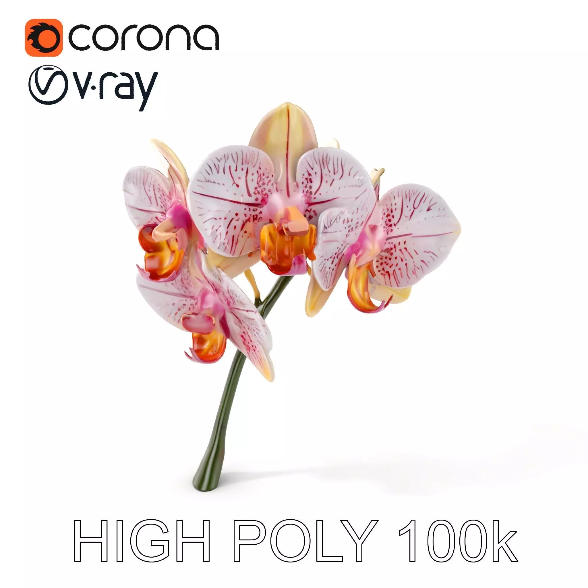 Orchid Flower D Model Pack Low-poly 3D model_0