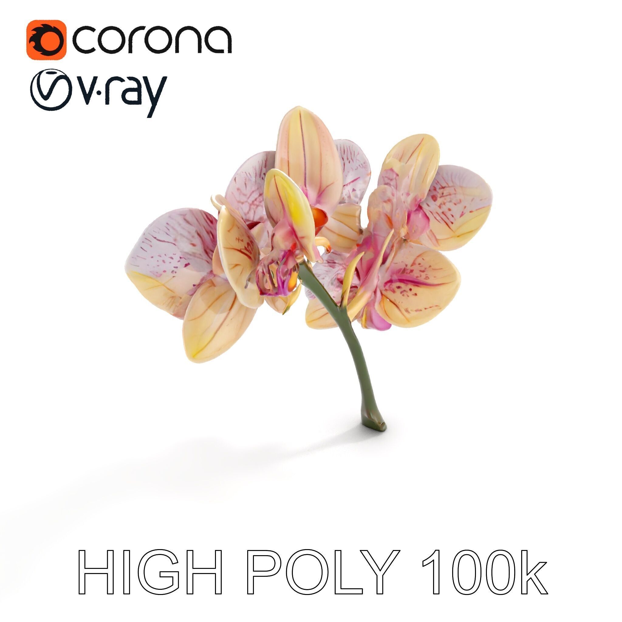 Orchid Flower D Model Pack Low-poly 3D model_17