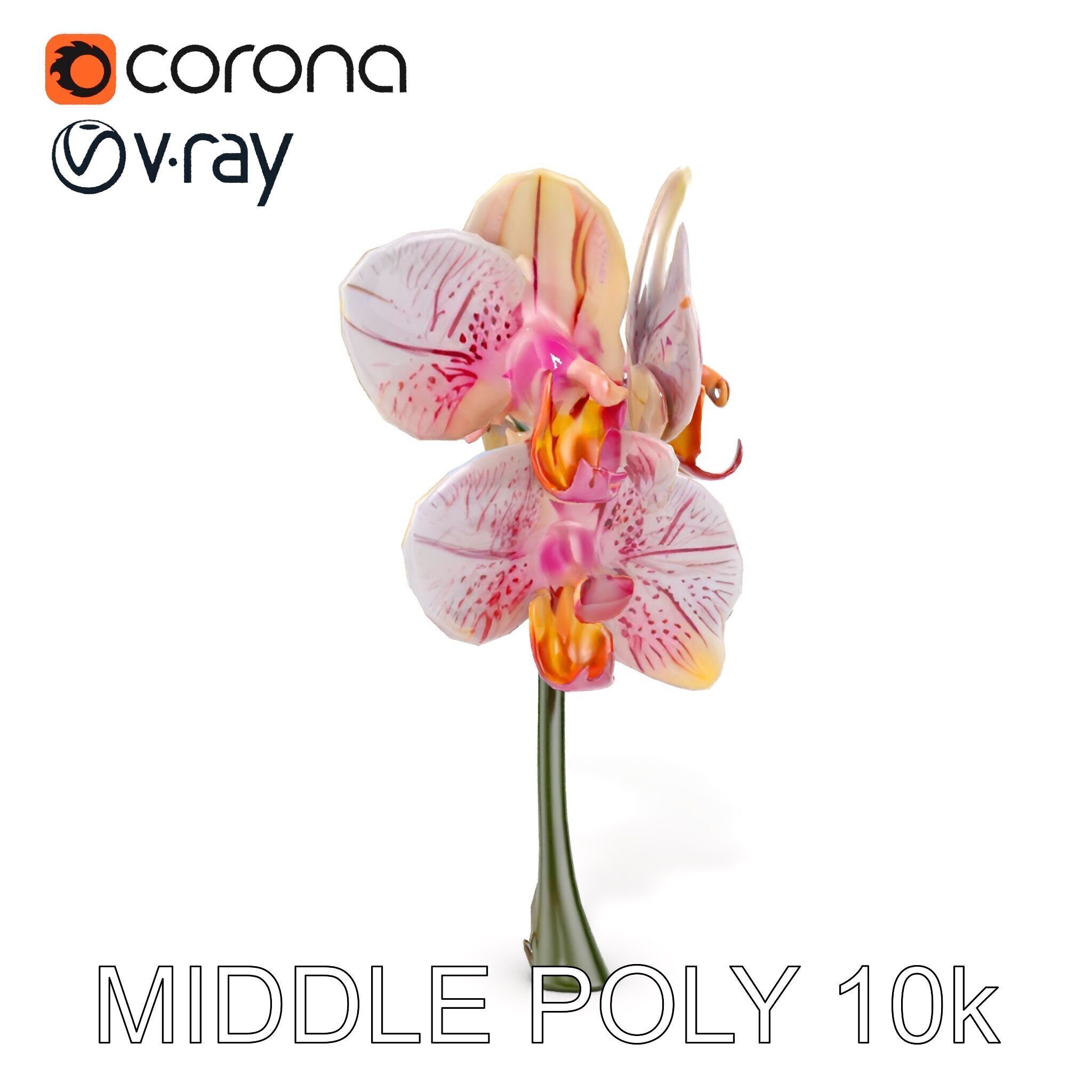 Orchid Flower D Model Pack Low-poly 3D model_8