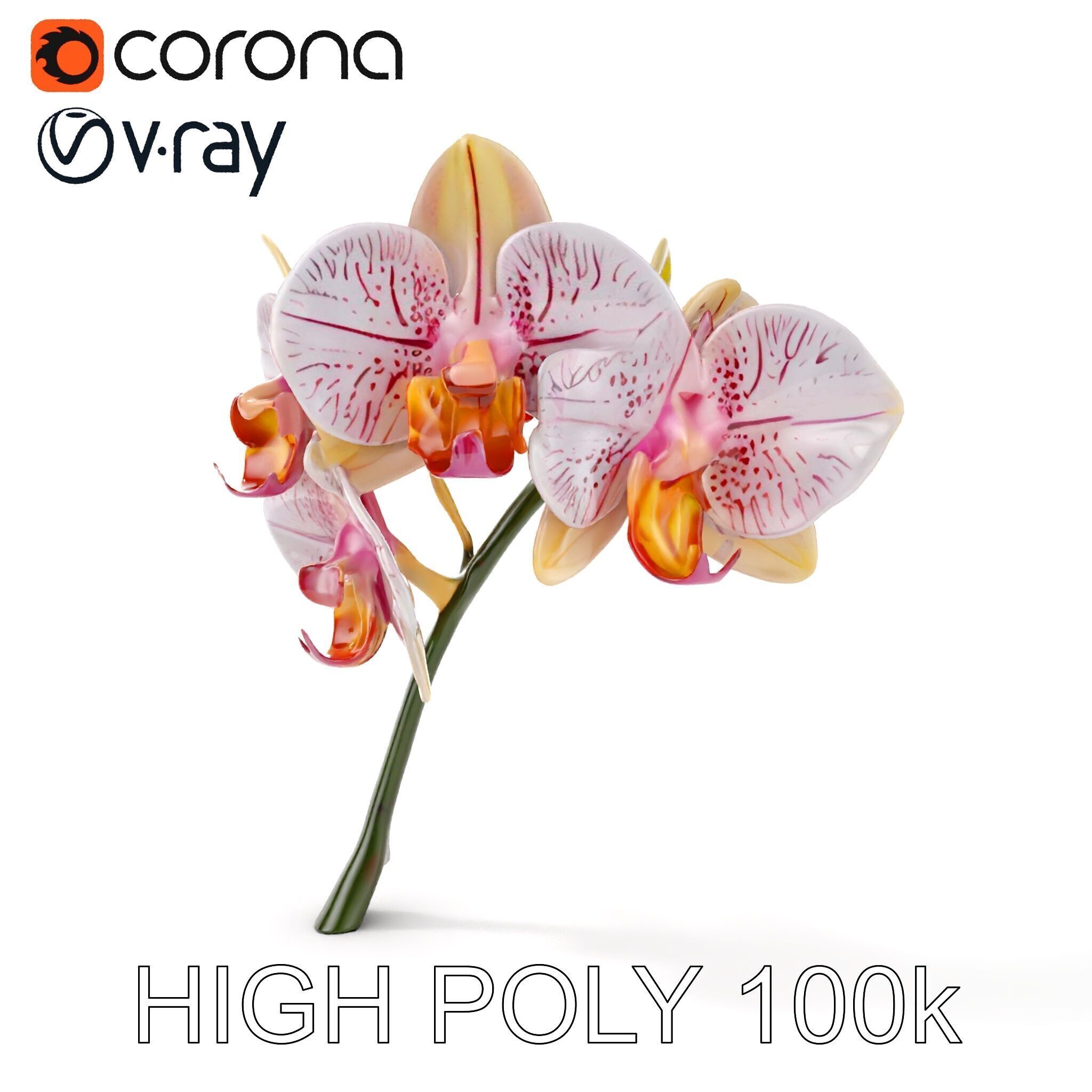 Orchid Flower D Model Pack Low-poly 3D model_29
