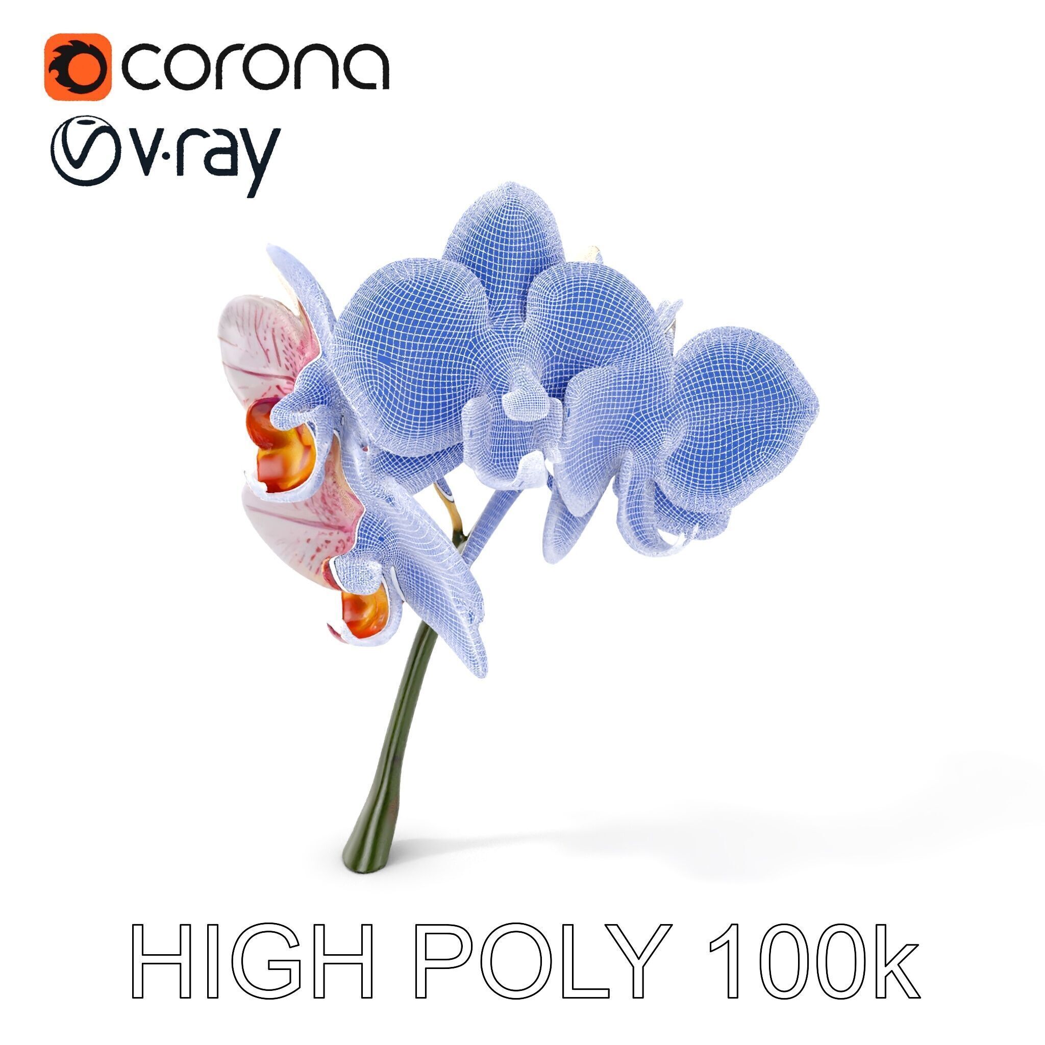 Orchid Flower D Model Pack Low-poly 3D model_4