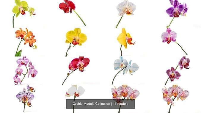 Orchid Models Collection 