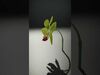 Orchid Models Collection _2