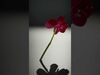 Orchid Models Collection _4